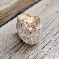 Förstenat trä, stubbe #5