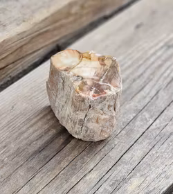 Förstenat trä, stubbe #5