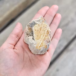 Förstenat trä, stubbe #6