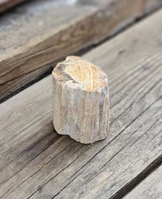 Förstenat trä, stubbe #6