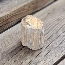 Förstenat trä, stubbe #6