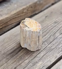 Förstenat trä, stubbe #6