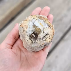 Förstenat trä, stubbe #7