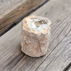 Förstenat trä, stubbe #7