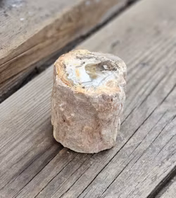 Förstenat trä, stubbe #7