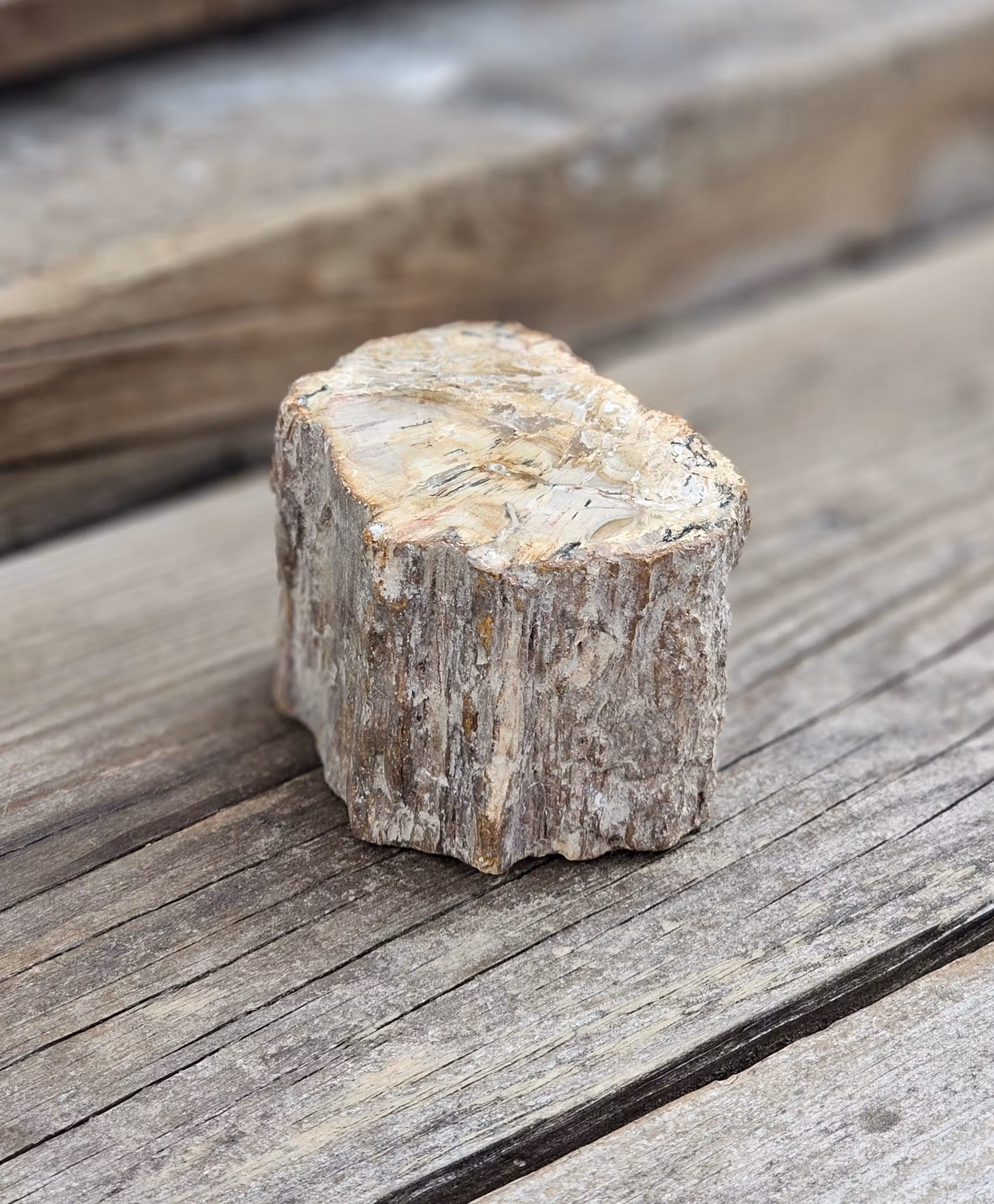 Förstenat trä, stubbe