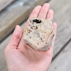 Förstenat trä, stubbe #13