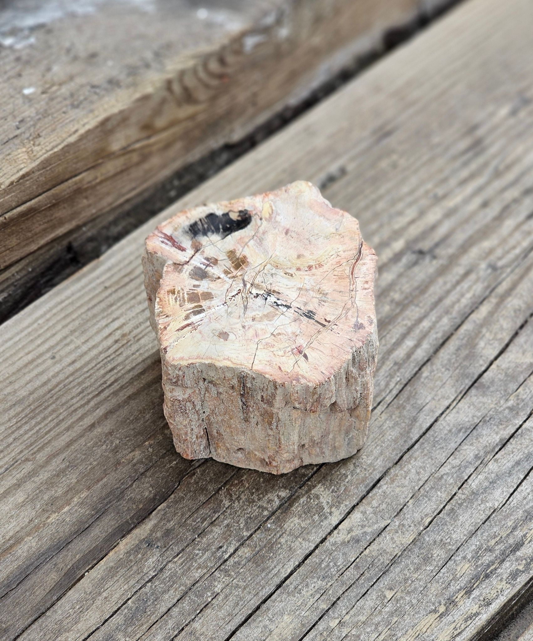 Förstenat trä, stubbe