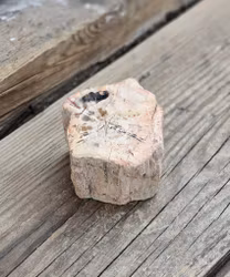 Förstenat trä, stubbe #13