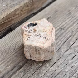 Förstenat trä, stubbe #13