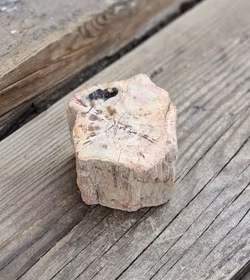 Förstenat trä, stubbe #13