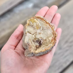 Förstenat trä, stubbe #15