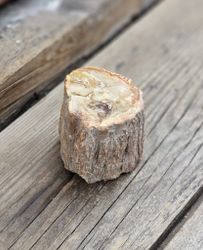 Förstenat trä, stubbe #15