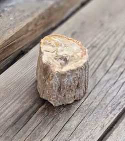 Förstenat trä, stubbe #15