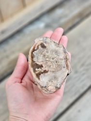 Förstenat trä, stubbe #17