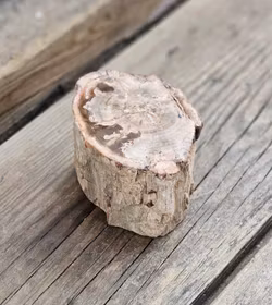 Förstenat trä, stubbe #17