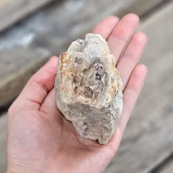 Förstenat trä, stubbe #18