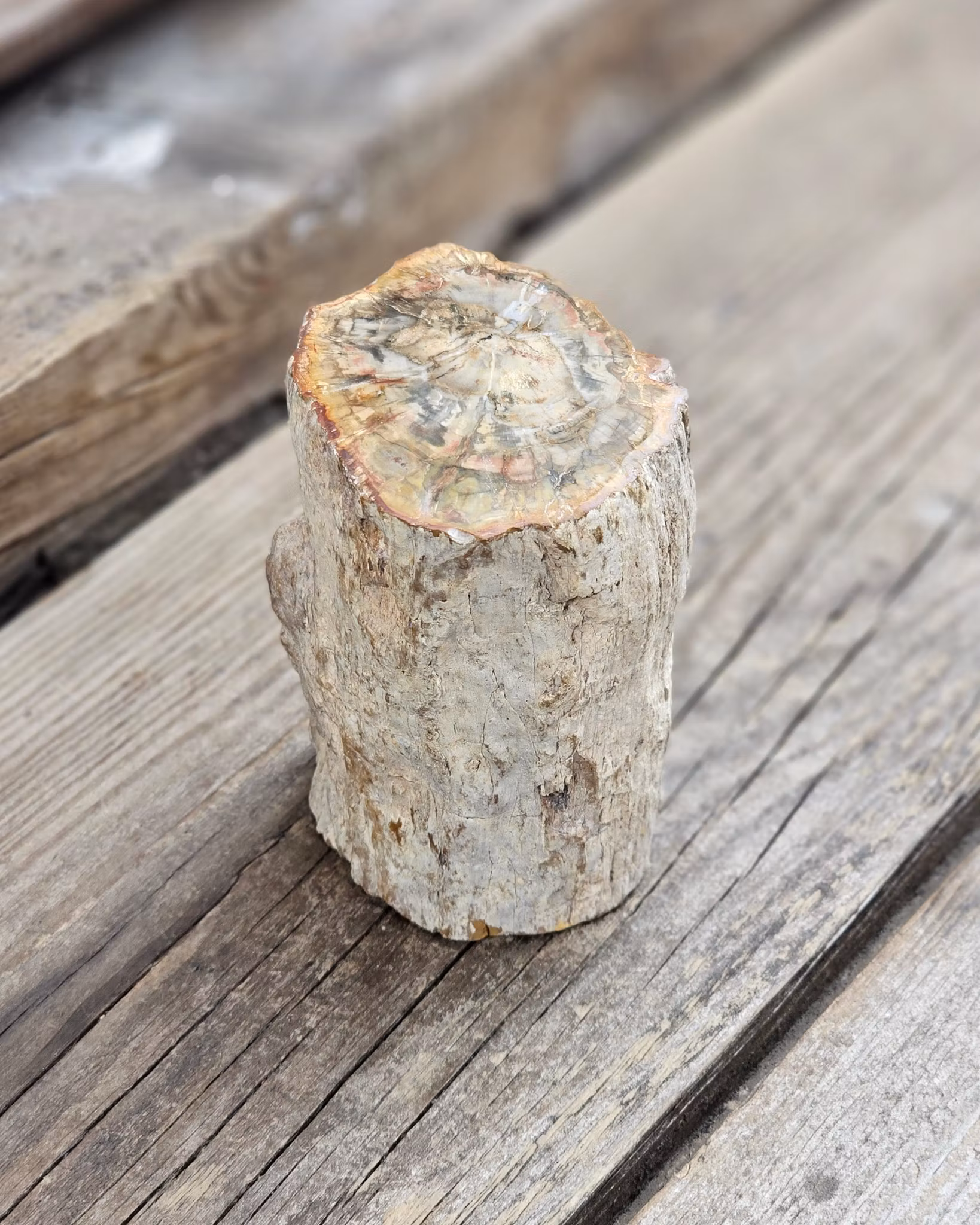Förstenat trä, stubbe