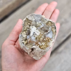 Förstenat trä, stubbe #21