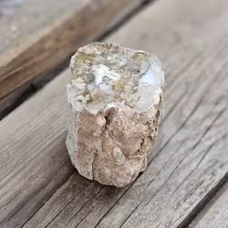 Förstenat trä, stubbe #21