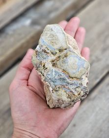 Förstenat trä, stubbe #24