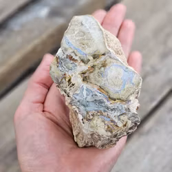 Förstenat trä, stubbe #24