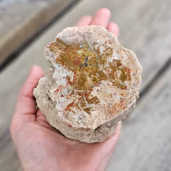 Förstenat trä, stubbe #25