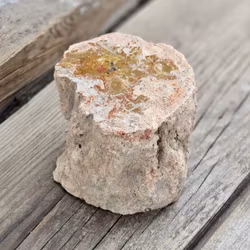 Förstenat trä, stubbe #25