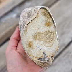 Förstenat trä, stubbe #26