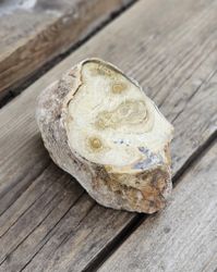 Förstenat trä, stubbe #26