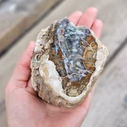 Förstenat trä, stubbe #27