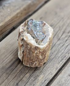 Förstenat trä, stubbe #27