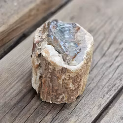 Förstenat trä, stubbe #27