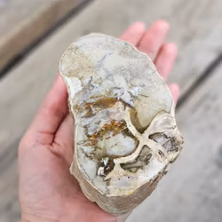 Förstenat trä, stubbe #28