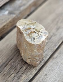 Förstenat trä, stubbe #28