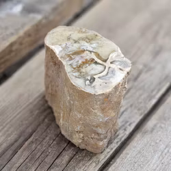 Förstenat trä, stubbe #28