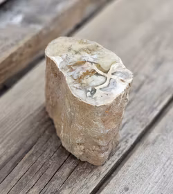 Förstenat trä, stubbe #28