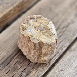 Förstenat trä, stubbe #29