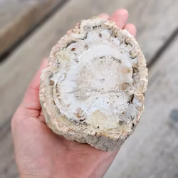 Förstenat trä, stubbe #30