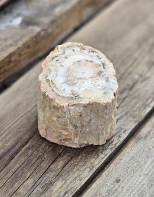 Förstenat trä, stubbe #30