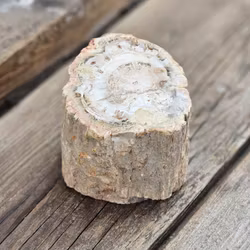 Förstenat trä, stubbe #30