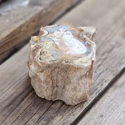 Förstenat trä, stubbe #31