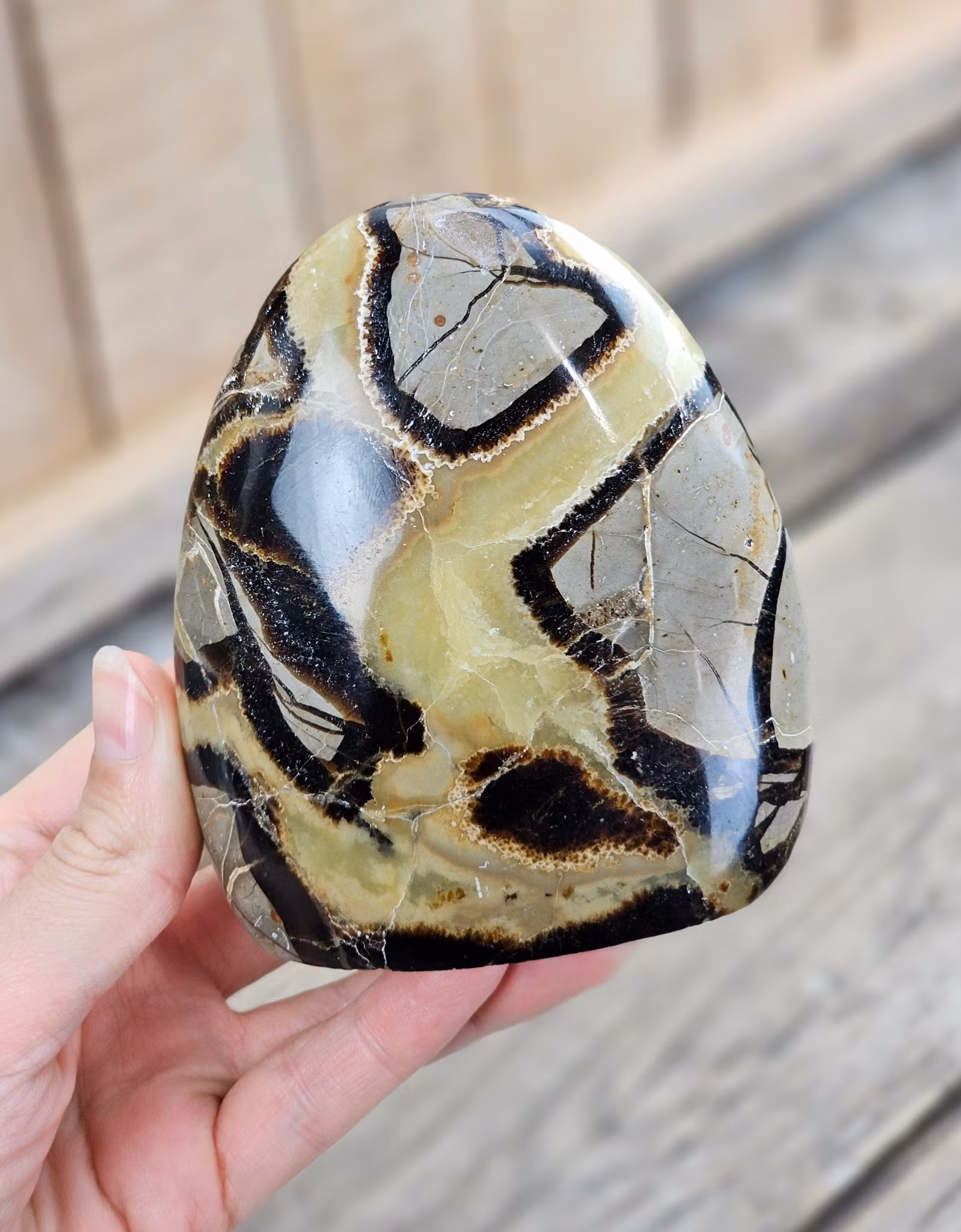 Septarian (Draksten), polerad kristall stående friform