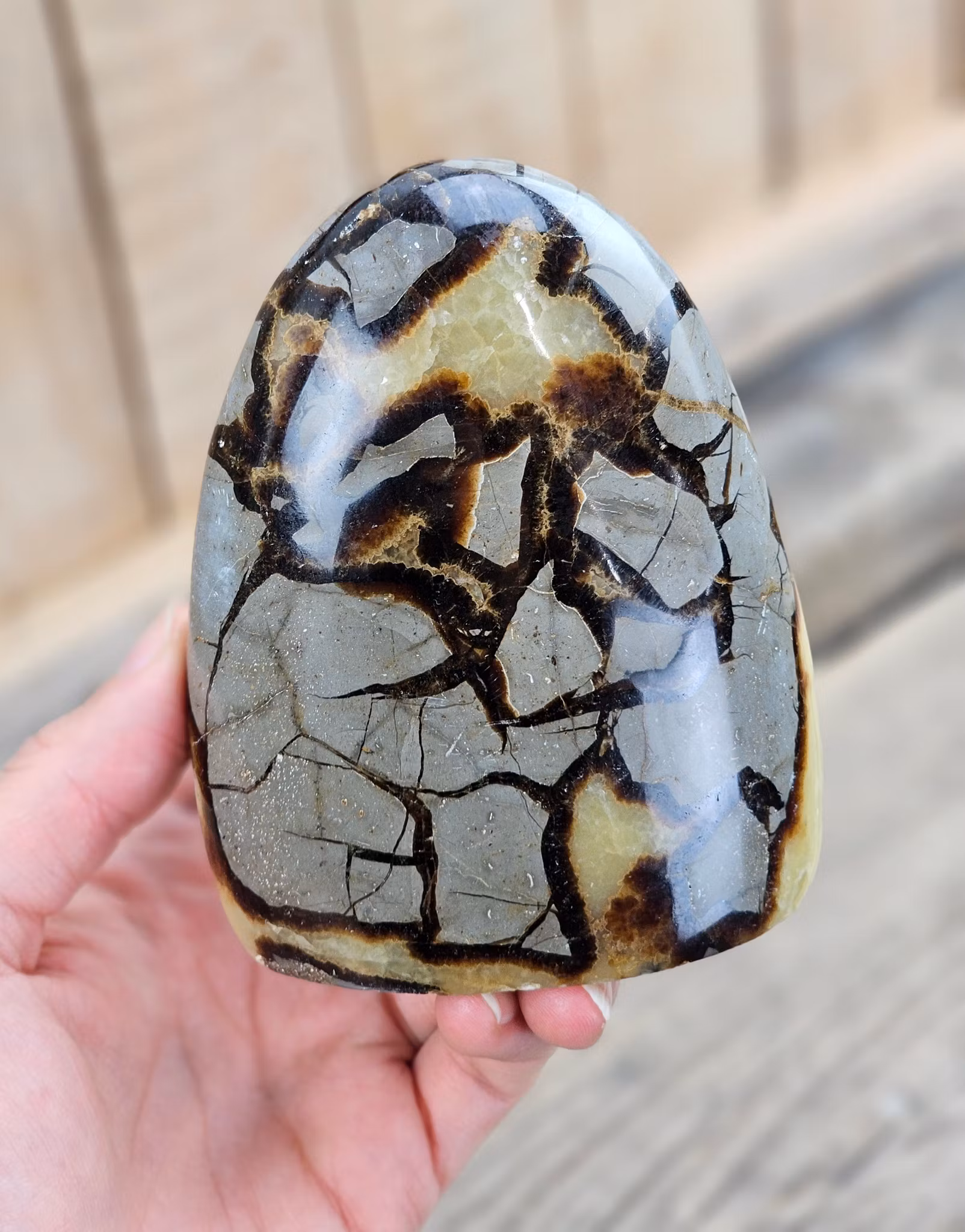 Septarian (Draksten), polerad kristall stående friform