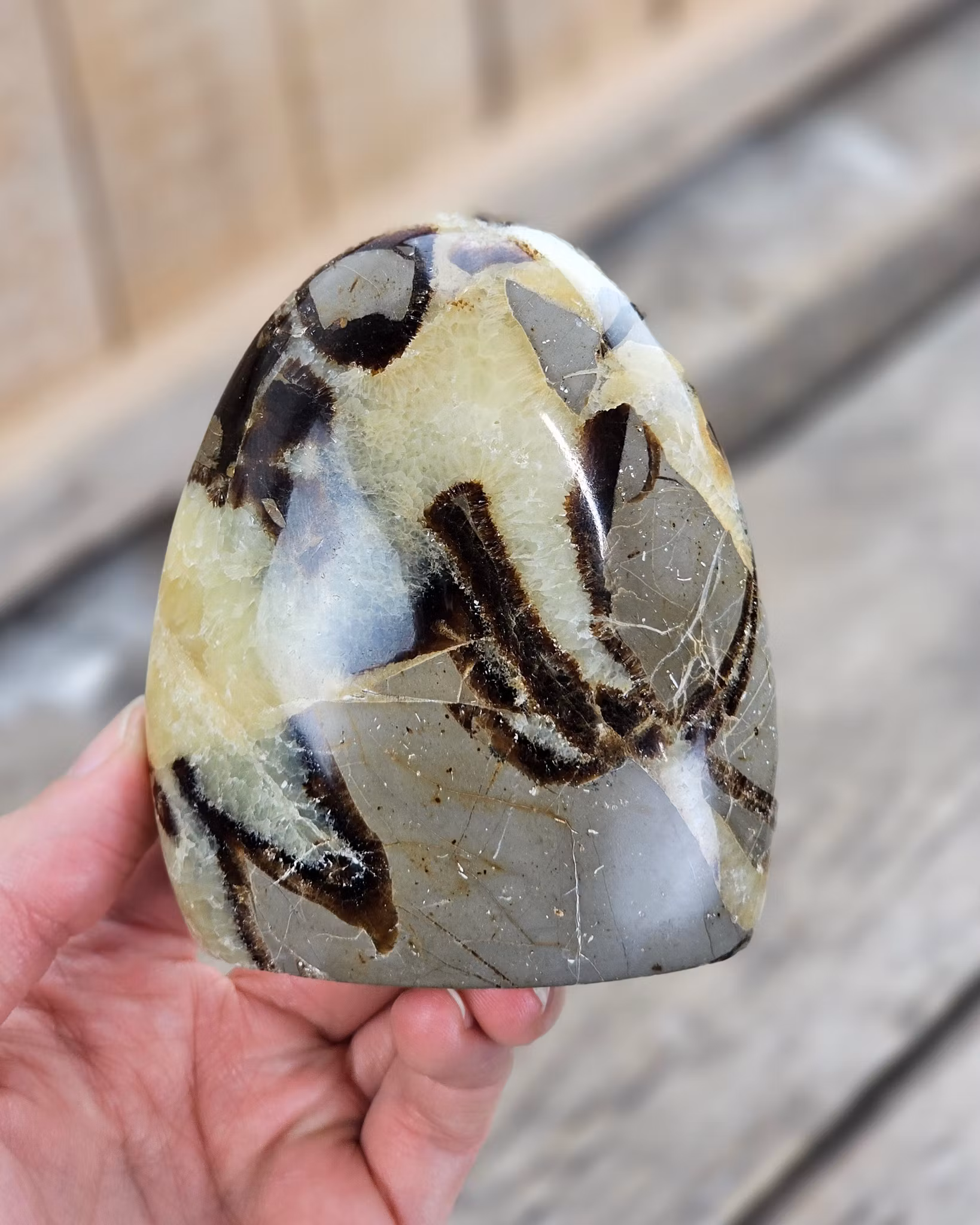 Septarian (Draksten), polerad kristall stående friform
