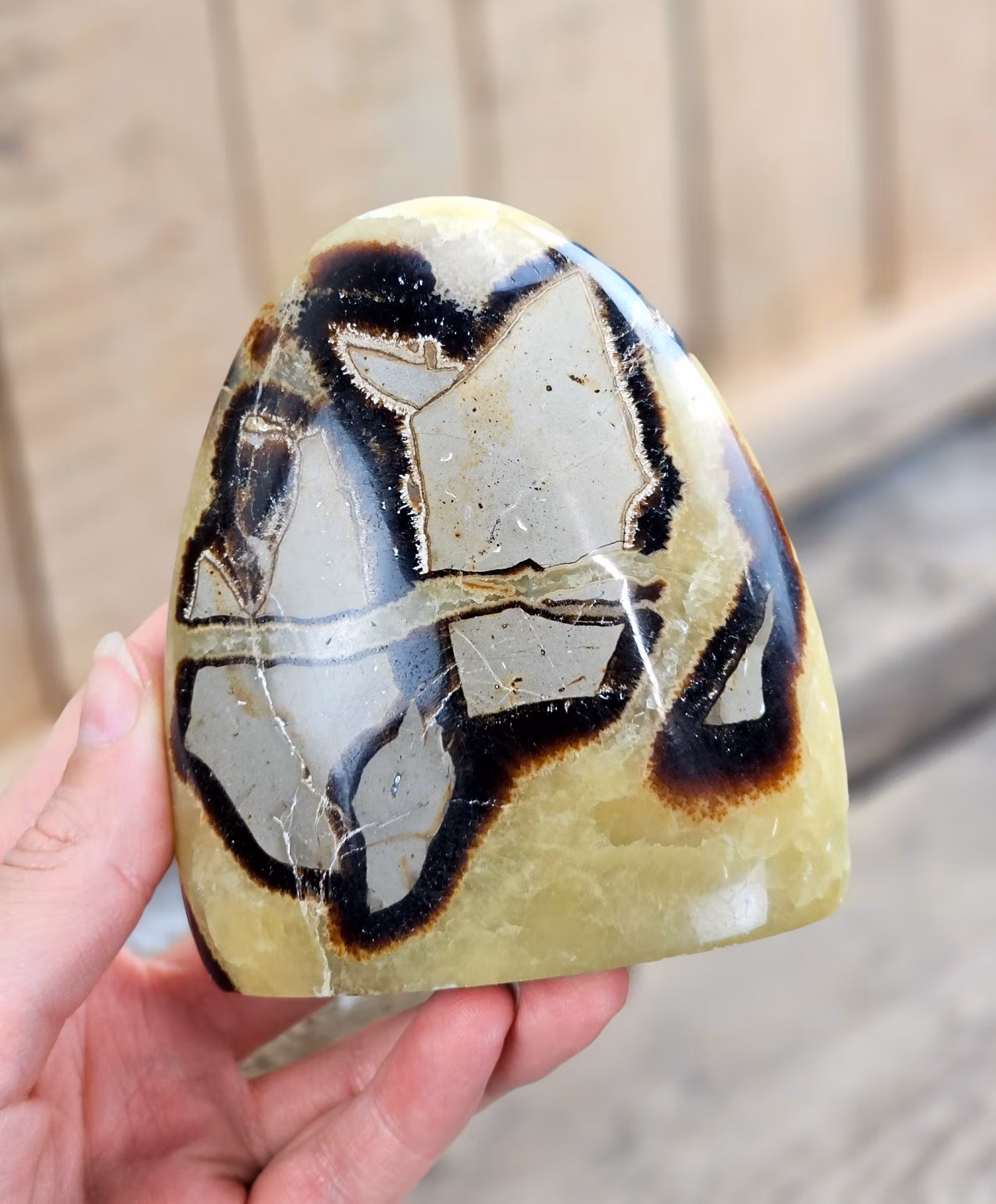 Septarian (Draksten), polerad kristall stående friform