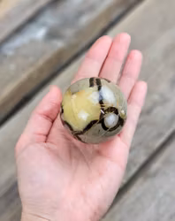 Septarian/Draksten, klot #6