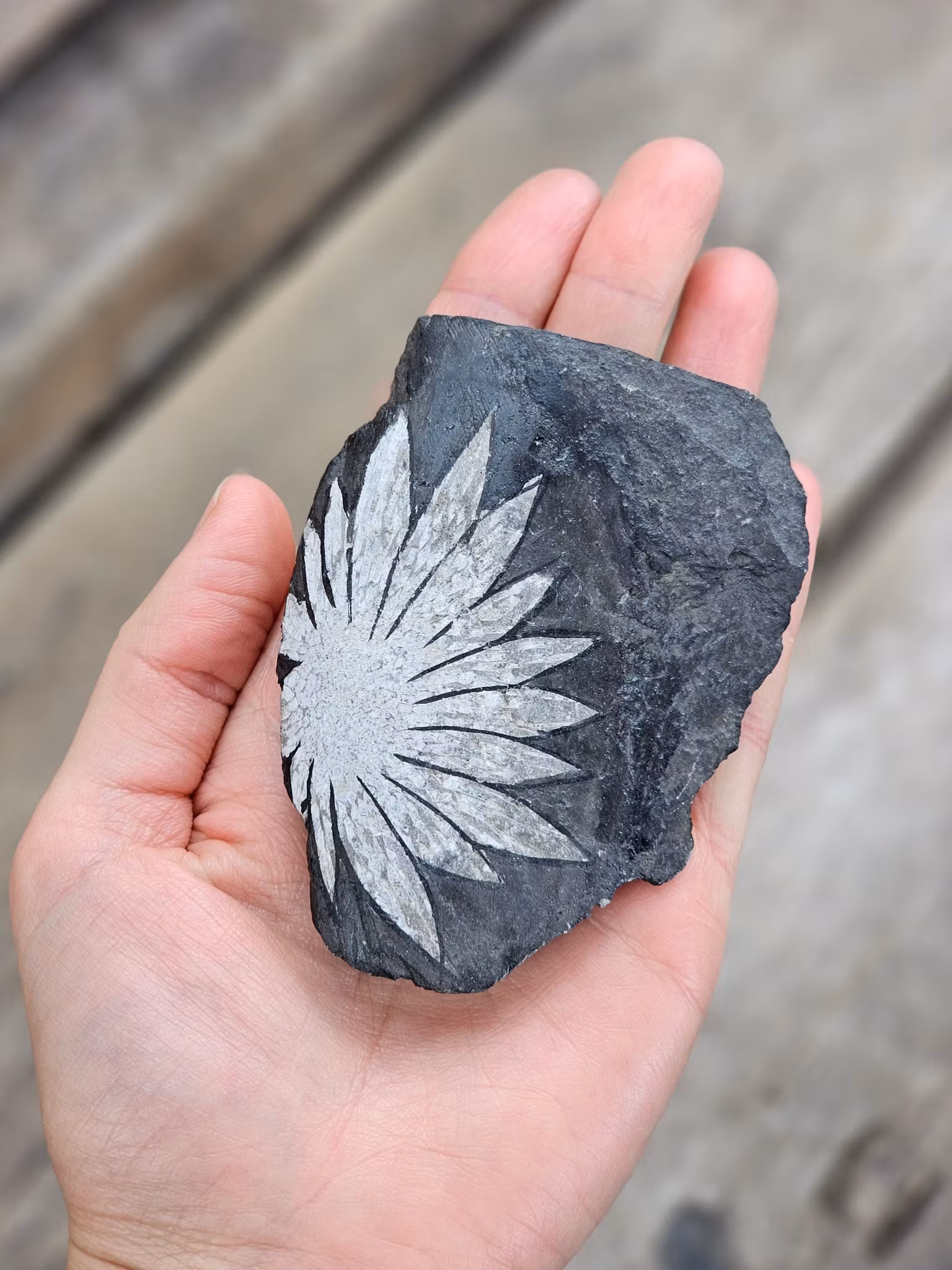 Krysantemum rå sten #1