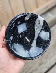 Ortoceratit Fossil, rund skål #2