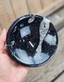 Ortoceratit Fossil, rund skål #2